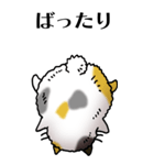 猫頭巾01（三毛）（個別スタンプ：34）