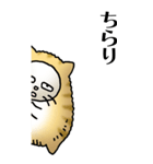猫頭巾01（茶白）（個別スタンプ：4）