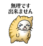 猫頭巾01（茶白）（個別スタンプ：25）