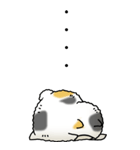 猫頭巾02（三毛）（個別スタンプ：2）