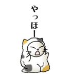 猫頭巾02（三毛）（個別スタンプ：4）