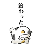 猫頭巾02（三毛）（個別スタンプ：5）