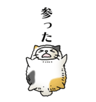 猫頭巾02（三毛）（個別スタンプ：26）