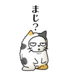 猫頭巾02（三毛）（個別スタンプ：29）
