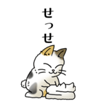 猫頭巾02（三毛）（個別スタンプ：40）