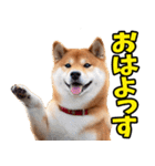 山形弁☆柴犬（個別スタンプ：1）