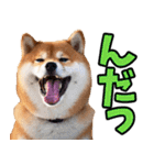山形弁☆柴犬（個別スタンプ：2）
