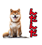 山形弁☆柴犬（個別スタンプ：3）