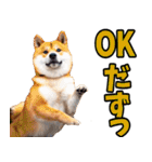 山形弁☆柴犬（個別スタンプ：4）