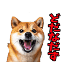 山形弁☆柴犬（個別スタンプ：5）