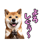 山形弁☆柴犬（個別スタンプ：6）