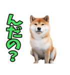 山形弁☆柴犬（個別スタンプ：7）
