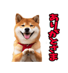 山形弁☆柴犬（個別スタンプ：8）