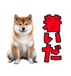 山形弁☆柴犬（個別スタンプ：11）