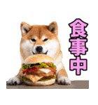 山形弁☆柴犬（個別スタンプ：12）