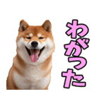 山形弁☆柴犬（個別スタンプ：14）