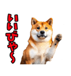 山形弁☆柴犬（個別スタンプ：15）