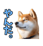 山形弁☆柴犬（個別スタンプ：16）