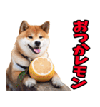山形弁☆柴犬（個別スタンプ：17）