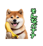 山形弁☆柴犬（個別スタンプ：20）