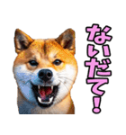 山形弁☆柴犬（個別スタンプ：21）