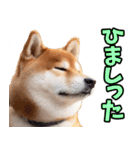 山形弁☆柴犬（個別スタンプ：23）