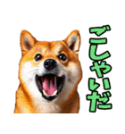 山形弁☆柴犬（個別スタンプ：25）