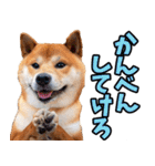 山形弁☆柴犬（個別スタンプ：26）