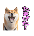山形弁☆柴犬（個別スタンプ：27）