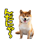 山形弁☆柴犬（個別スタンプ：28）