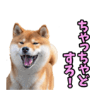 山形弁☆柴犬（個別スタンプ：29）