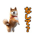 山形弁☆柴犬（個別スタンプ：30）