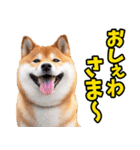 山形弁☆柴犬（個別スタンプ：31）