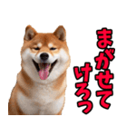 山形弁☆柴犬（個別スタンプ：32）