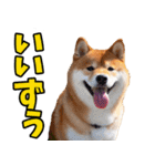 山形弁☆柴犬（個別スタンプ：33）