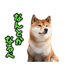 山形弁☆柴犬（個別スタンプ：34）
