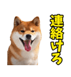山形弁☆柴犬（個別スタンプ：35）