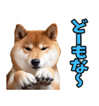 山形弁☆柴犬（個別スタンプ：36）