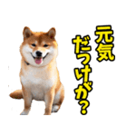 山形弁☆柴犬（個別スタンプ：37）