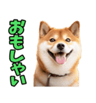 山形弁☆柴犬（個別スタンプ：38）
