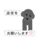 PTA、委員会、打合せの連絡トイプードル版（個別スタンプ：31）