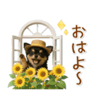 癒しチワワの「夏」の毎日（個別スタンプ：1）