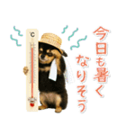 癒しチワワの「夏」の毎日（個別スタンプ：9）