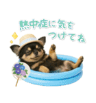癒しチワワの「夏」の毎日（個別スタンプ：13）