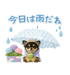 癒しチワワの「夏」の毎日（個別スタンプ：25）