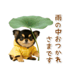 癒しチワワの「夏」の毎日（個別スタンプ：26）