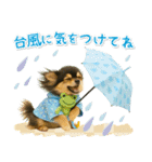 癒しチワワの「夏」の毎日（個別スタンプ：27）