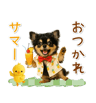 癒しチワワの「夏」の毎日（個別スタンプ：30）