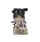 のびのびワンワン（個別スタンプ：1）