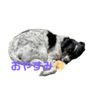 のびのびワンワン（個別スタンプ：4）